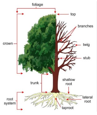 دانشنامه چوب ایران (Iran Wood Encyclopedia)ساختار درخت Tree Structure